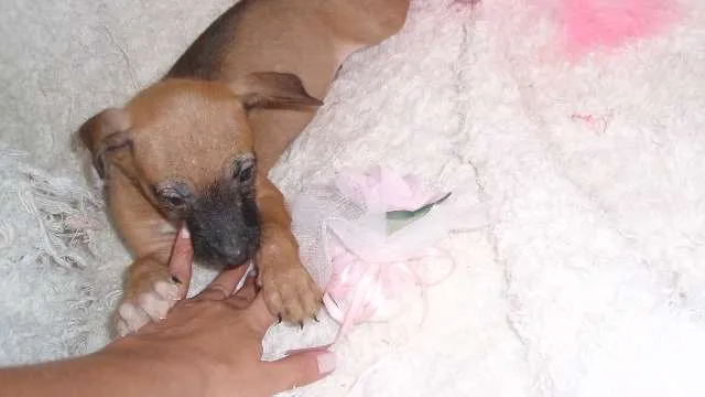 Cachorro ra a SRD idade Abaixo de 2 meses nome Paty