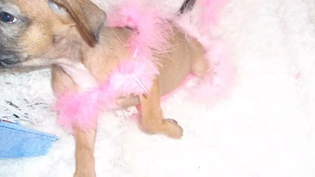 Cachorro ra a SRD idade Abaixo de 2 meses nome Paty