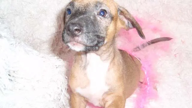 Cachorro ra a SRD idade Abaixo de 2 meses nome Paty