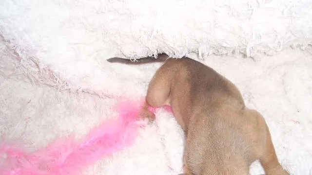 Cachorro ra a SRD idade Abaixo de 2 meses nome Paty