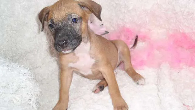 Cachorro ra a SRD idade Abaixo de 2 meses nome Paty