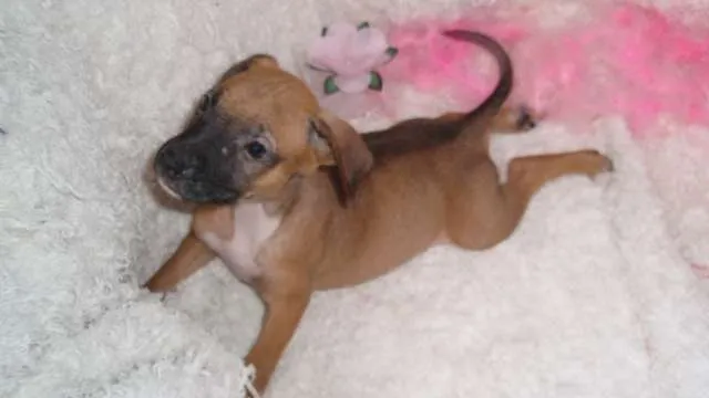 Cachorro ra a SRD idade Abaixo de 2 meses nome Paty