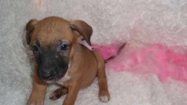 Cachorro ra a SRD idade Abaixo de 2 meses nome Paty
