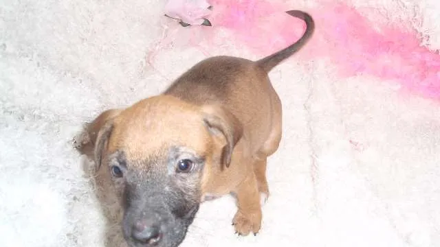 Cachorro ra a SRD idade Abaixo de 2 meses nome Paty