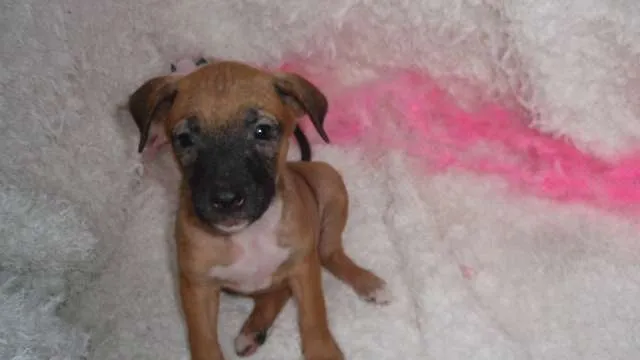 Cachorro ra a SRD idade Abaixo de 2 meses nome Paty