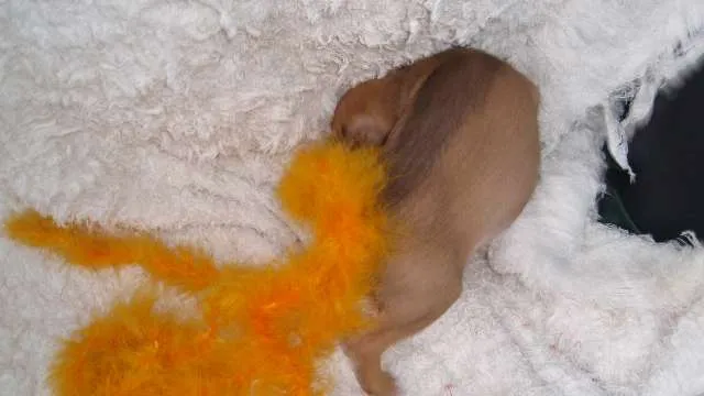 Cachorro ra a SRD idade Abaixo de 2 meses nome Filhote REBECA