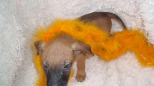 Cachorro ra a SRD idade Abaixo de 2 meses nome Filhote REBECA