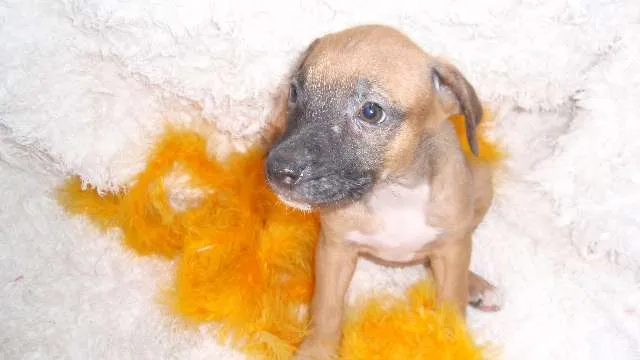 Cachorro ra a SRD idade Abaixo de 2 meses nome Filhote REBECA