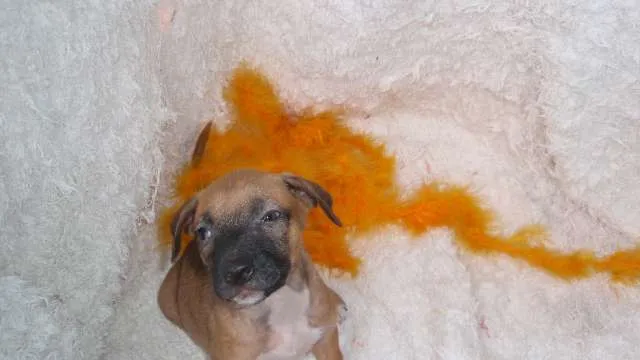 Cachorro ra a SRD idade Abaixo de 2 meses nome Filhote REBECA