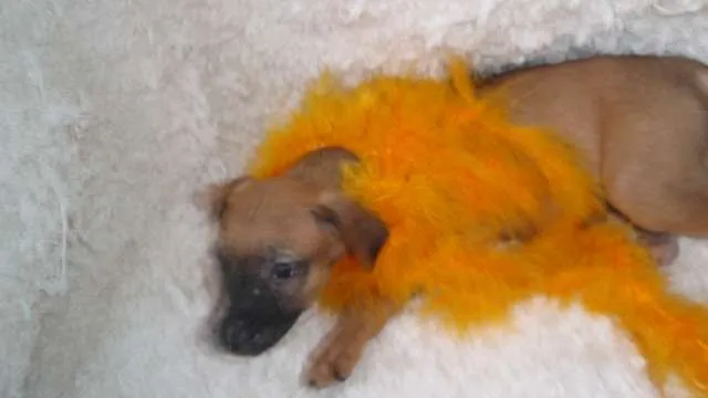 Cachorro ra a SRD idade Abaixo de 2 meses nome Filhote REBECA
