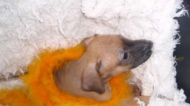 Cachorro ra a SRD idade Abaixo de 2 meses nome Filhote REBECA