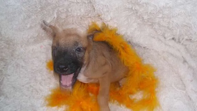 Cachorro ra a SRD idade Abaixo de 2 meses nome Filhote REBECA