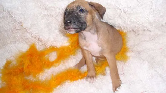 Cachorro ra a SRD idade Abaixo de 2 meses nome Filhote REBECA