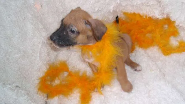 Cachorro ra a SRD idade Abaixo de 2 meses nome Filhote REBECA