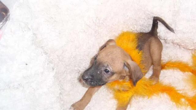 Cachorro ra a SRD idade Abaixo de 2 meses nome Filhote REBECA