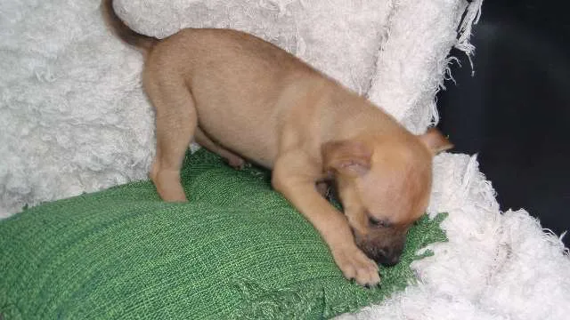 Cachorro ra a SRD idade Abaixo de 2 meses nome ARIEL