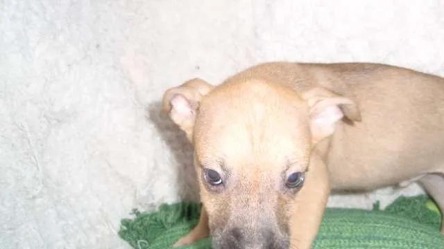 Cachorro ra a SRD idade Abaixo de 2 meses nome ARIEL