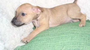 Cachorro raça SRD idade Abaixo de 2 meses nome ARIEL