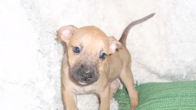 Cachorro ra a SRD idade Abaixo de 2 meses nome ARIEL