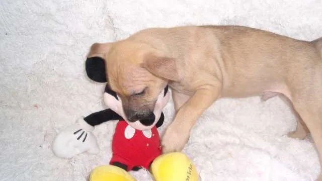 Cachorro ra a SRD idade Abaixo de 2 meses nome Filhote RAFAEL