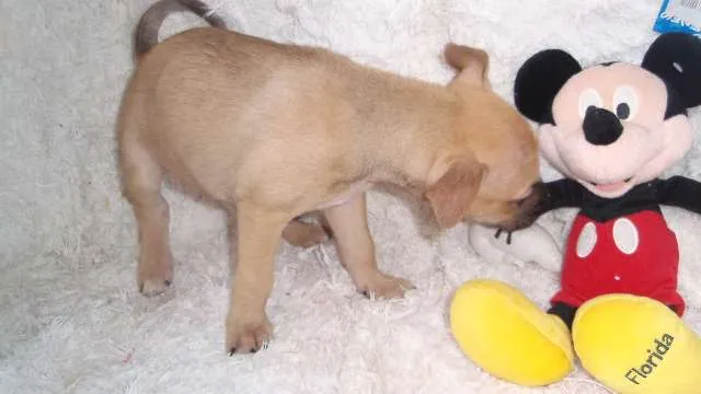 Cachorro ra a SRD idade Abaixo de 2 meses nome Filhote RAFAEL