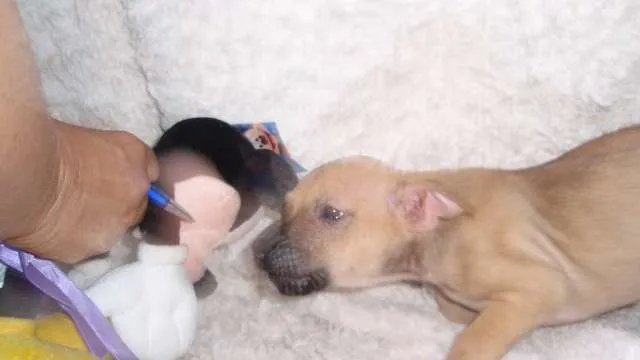 Cachorro ra a SRD idade Abaixo de 2 meses nome Filhote RAFAEL