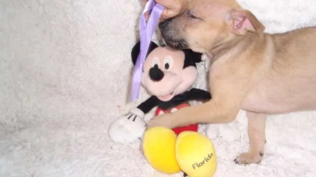 Cachorro ra a SRD idade Abaixo de 2 meses nome Filhote RAFAEL
