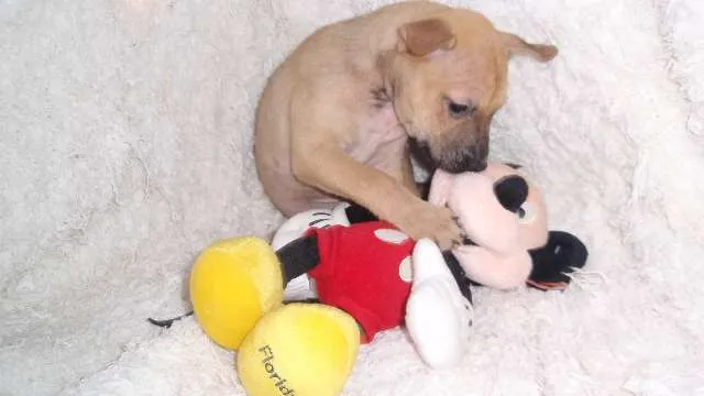 Cachorro ra a SRD idade Abaixo de 2 meses nome Filhote RAFAEL