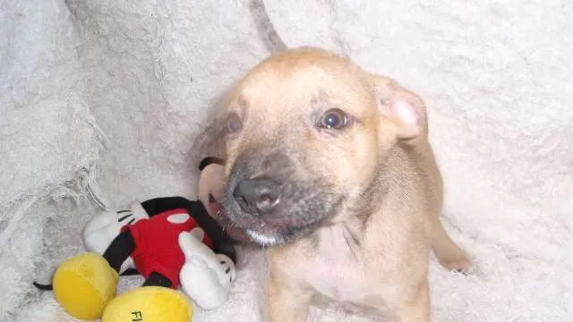 Cachorro ra a SRD idade Abaixo de 2 meses nome Filhote RAFAEL