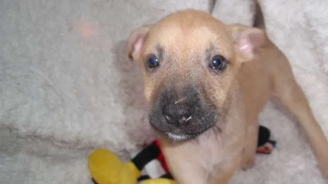 Cachorro ra a SRD idade Abaixo de 2 meses nome Filhote RAFAEL
