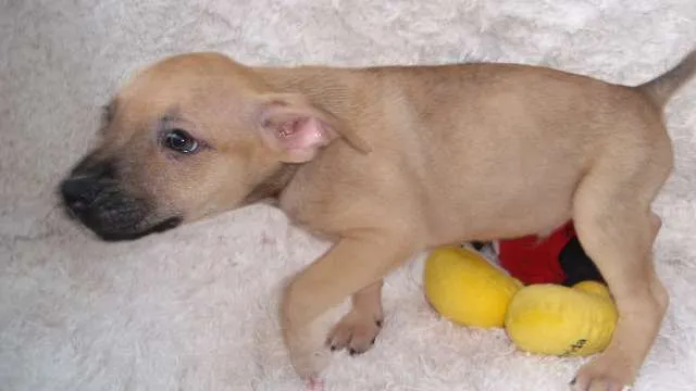 Cachorro ra a SRD idade Abaixo de 2 meses nome Filhote RAFAEL