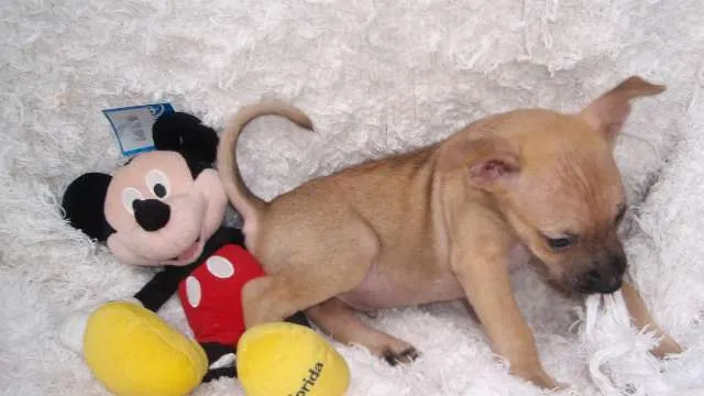 Cachorro ra a SRD idade Abaixo de 2 meses nome Filhote RAFAEL
