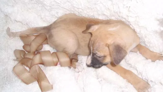 Cachorro ra a SRD idade Abaixo de 2 meses nome Filhote MIGUEL