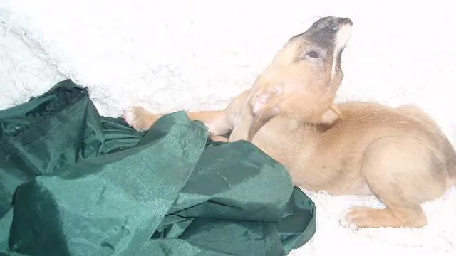 Cachorro ra a SRD idade Abaixo de 2 meses nome Filhote MIGUEL