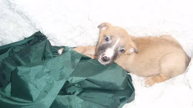 Cachorro ra a SRD idade Abaixo de 2 meses nome Filhote MIGUEL