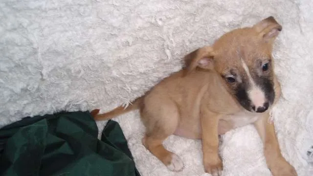 Cachorro ra a SRD idade Abaixo de 2 meses nome Filhote MIGUEL