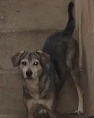 Cachorro raça SRD idade 6 ou mais anos nome Ember GRATIFICA