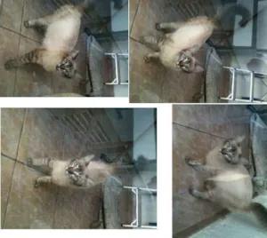 Gato raça SRD idade 2 a 6 meses nome Lindinha