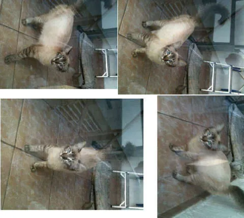 Gato ra a SRD idade 2 a 6 meses nome Lindinha