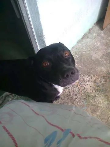 Cachorro ra a Pit-Bull idade 4 anos nome Negão