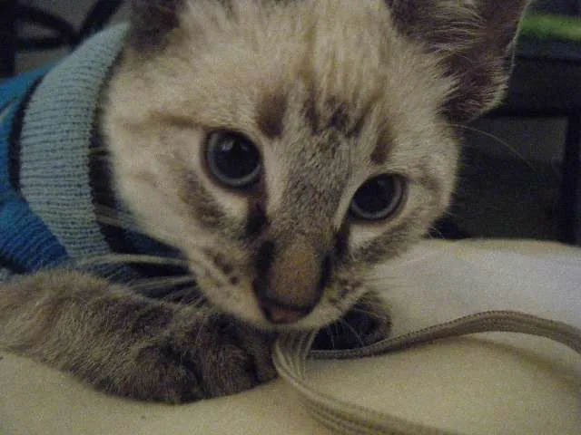 Gato ra a siames idade 2 a 6 meses nome leo