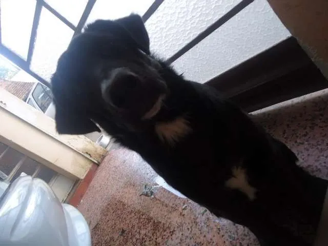 Cachorro ra a SRD idade 2 a 6 meses nome Eros