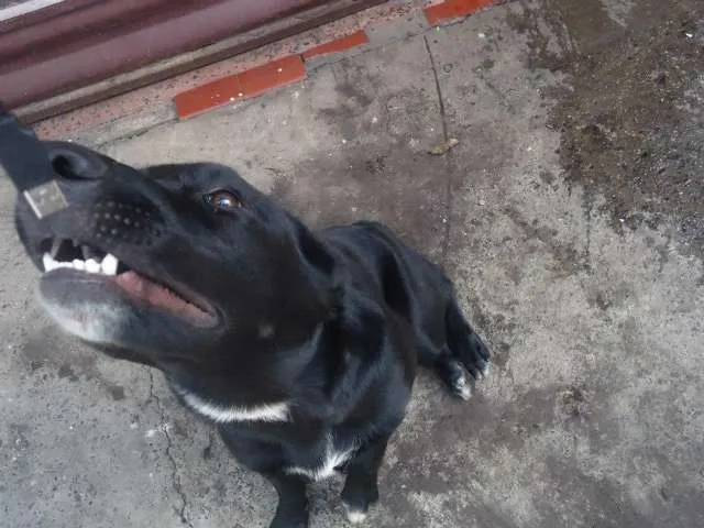 Cachorro ra a SRD idade 2 a 6 meses nome Eros