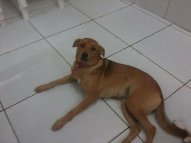 Cachorro ra a SRD idade 7 a 11 meses nome Mel