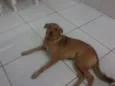 Mel