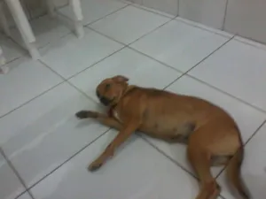 Cachorro raça SRD idade 7 a 11 meses nome Mel