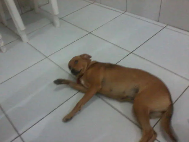 Cachorro ra a SRD idade 7 a 11 meses nome Mel