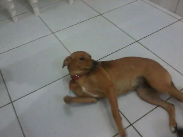 Cachorro ra a SRD idade 7 a 11 meses nome Mel