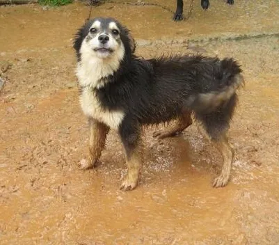 Cachorro ra a SRD idade 2 anos nome Maneco