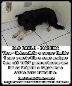 Cachorro raça srd idade 1 ano nome thor